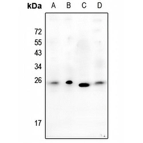 Alpha-crystallin B Rabbit Polyclonal Antibody