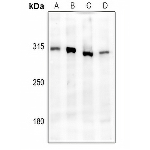 IP3R Rabbit Polyclonal Antibody