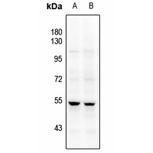 JNK1/2/3 Rabbit Polyclonal Antibody