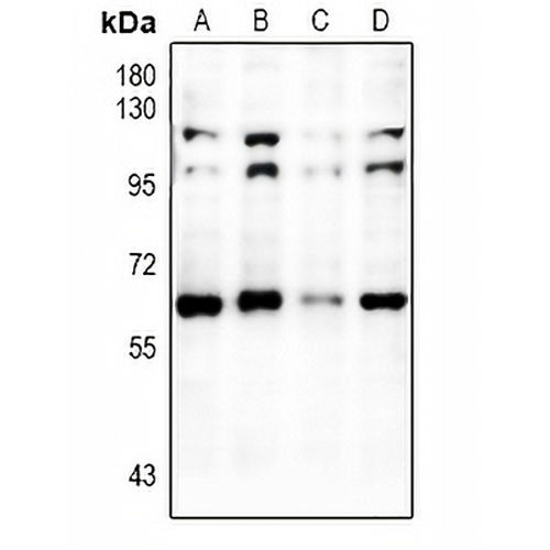 RXR alpha Rabbit Polyclonal Antibody