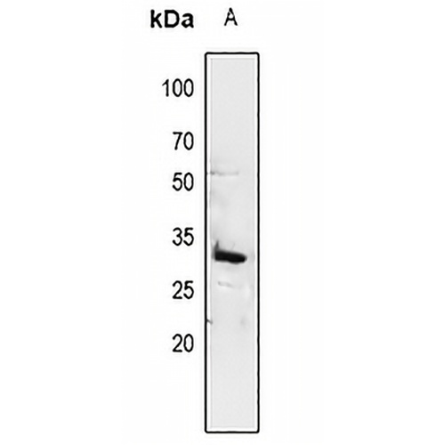 14-3-3 sigma Rabbit Polyclonal Antibody