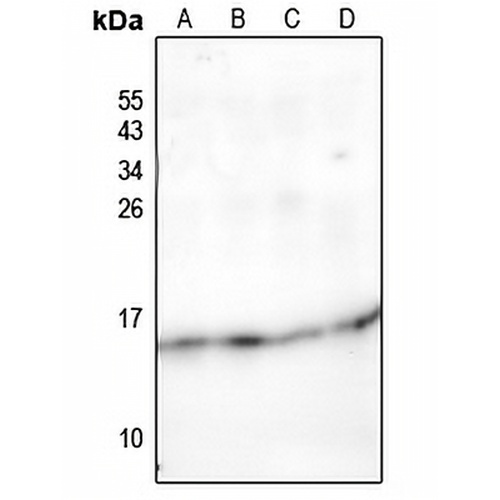 NDUFC2 Rabbit Polyclonal Antibody