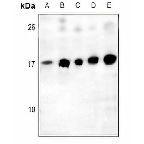 Histone H2A.Z Rabbit Polyclonal Antibody
