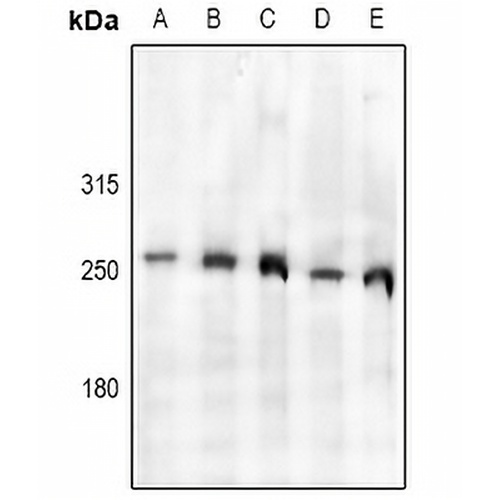 TAF1 Rabbit Polyclonal Antibody