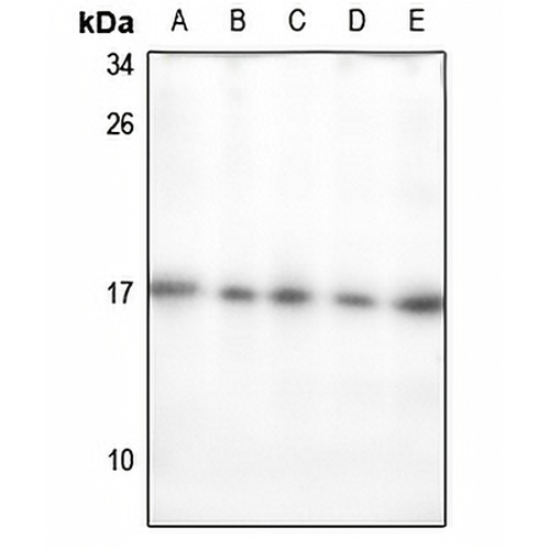 ECRG4 Rabbit Polyclonal Antibody
