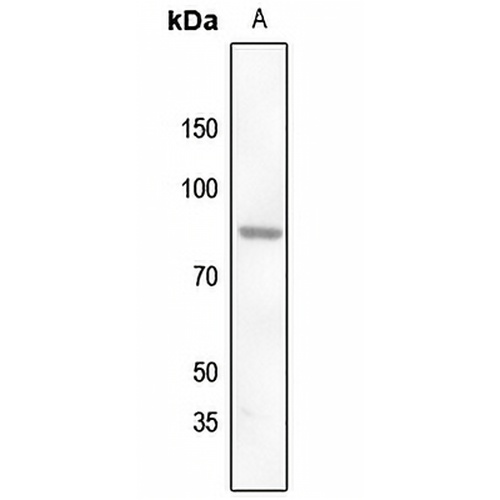 ZNF225 Rabbit Polyclonal Antibody