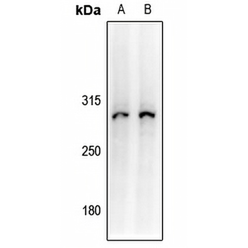 Collagen 7 alpha 1 Rabbit Polyclonal Antibody