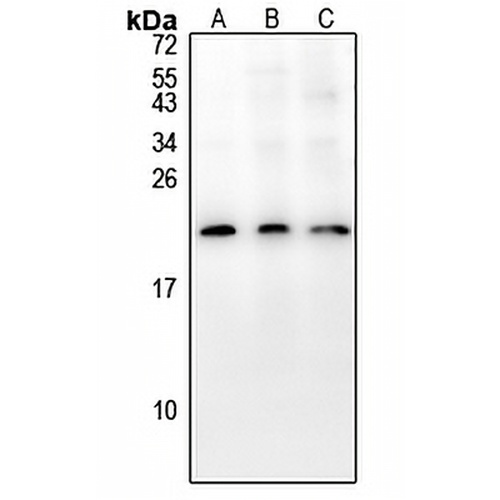 COX19 Rabbit Polyclonal Antibody