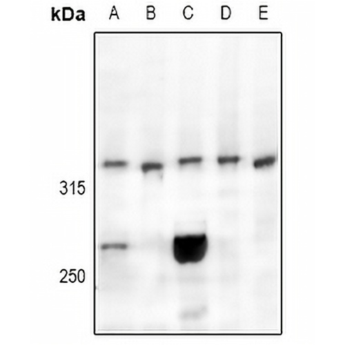 CELSR3 Rabbit Polyclonal Antibody