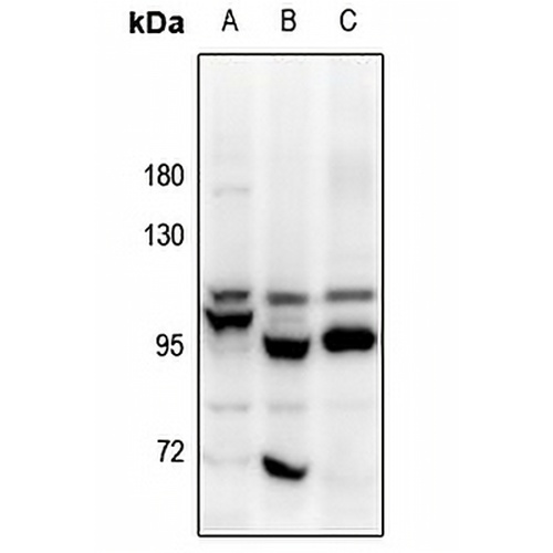 OB Cadherin Rabbit Polyclonal Antibody