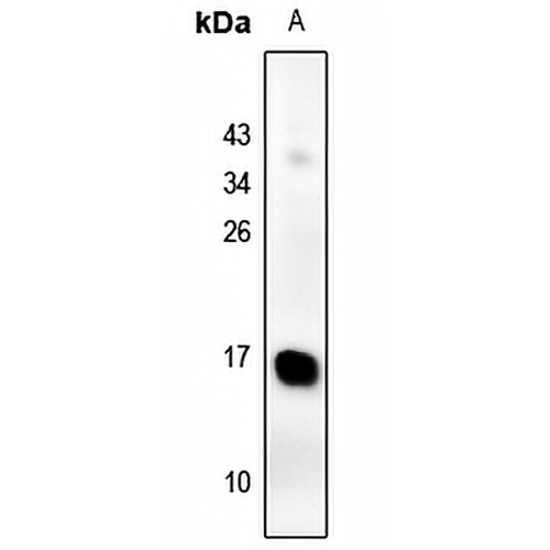 Galectin 2 Rabbit Polyclonal Antibody