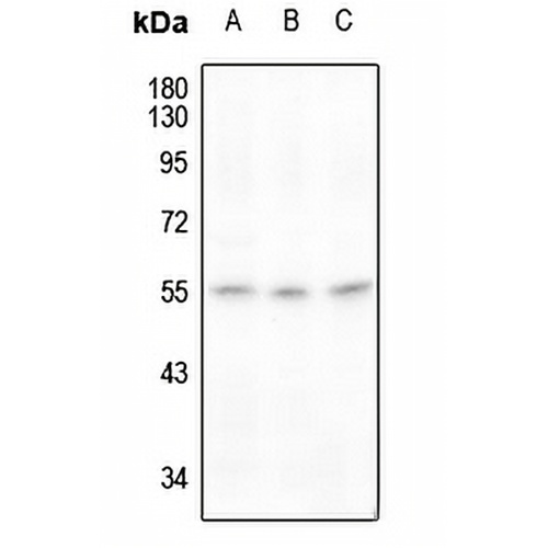 RAD23A Rabbit Polyclonal Antibody