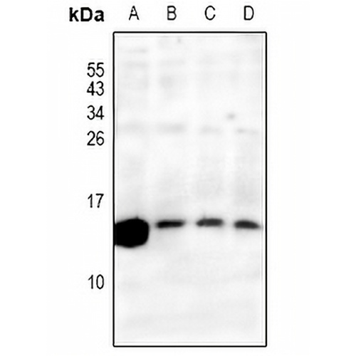 RPS27L Rabbit Polyclonal Antibody