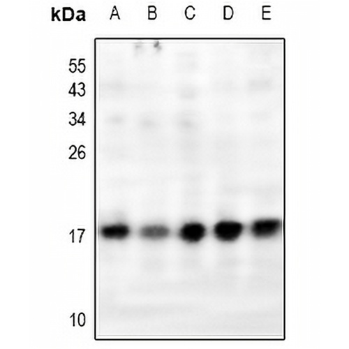 RPL31 Rabbit Polyclonal Antibody
