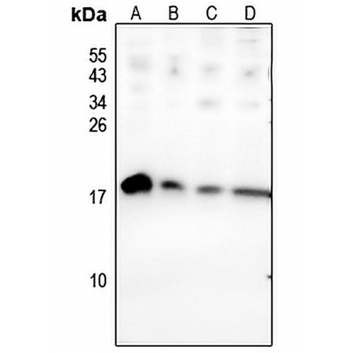 BAGE2 Rabbit Polyclonal Antibody