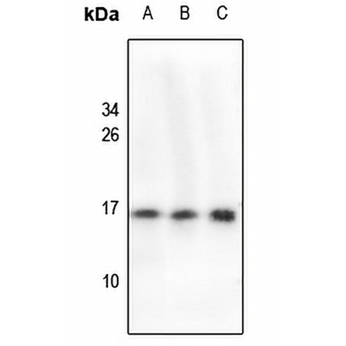 Cystatin 11 Rabbit Polyclonal Antibody
