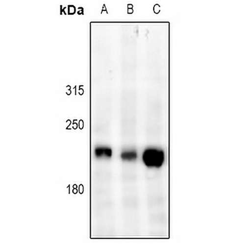 DOCK1 Rabbit Polyclonal Antibody
