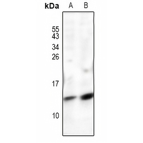 POLR2J Rabbit Polyclonal Antibody