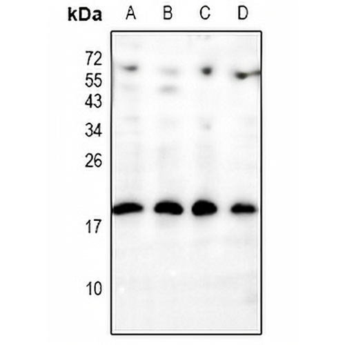 INSL4 Rabbit Polyclonal Antibody