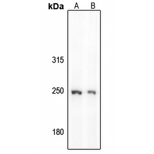 GON4L Rabbit Polyclonal Antibody