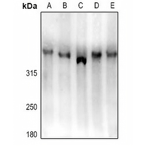 LRP1B Rabbit Polyclonal Antibody