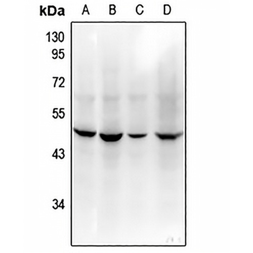 CD208 Rabbit Polyclonal Antibody