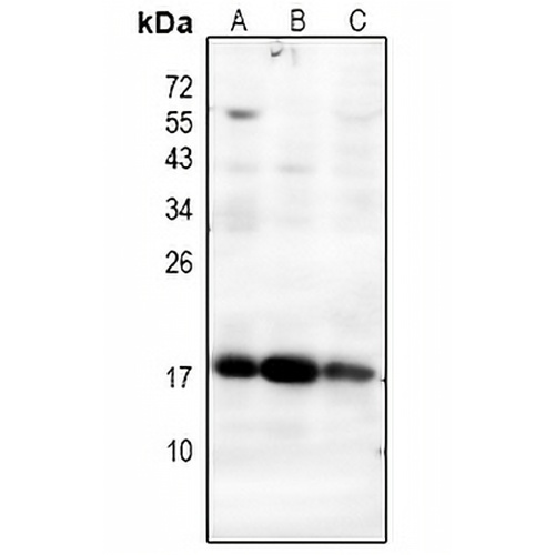 MGST1 Rabbit Polyclonal Antibody