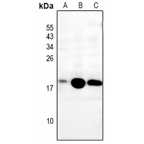 MRPS36 Rabbit Polyclonal Antibody