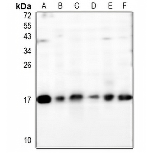 MAL Rabbit Polyclonal Antibody
