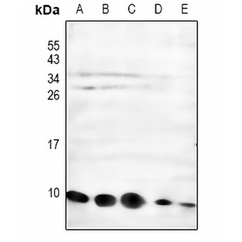 NDUFC1 Rabbit Polyclonal Antibody