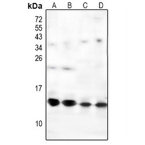 NDUFS6 Rabbit Polyclonal Antibody