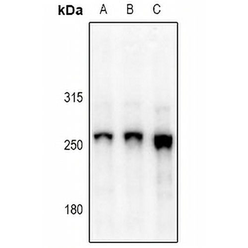 URB1 Rabbit Polyclonal Antibody