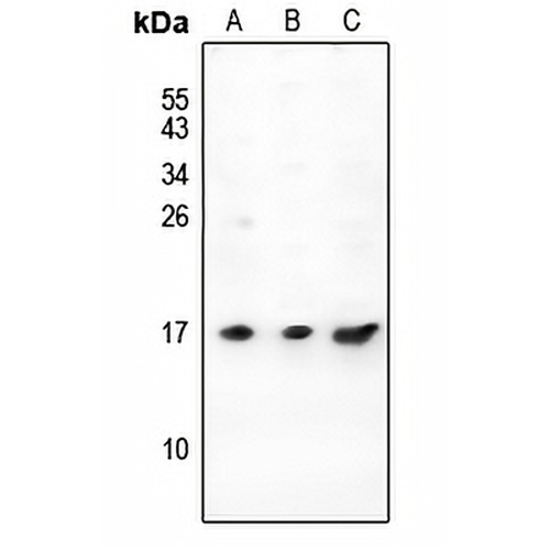 PIGY Rabbit Polyclonal Antibody