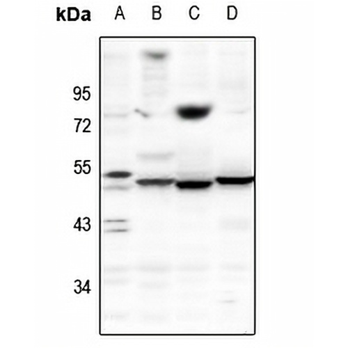 Kv10.1 Rabbit Polyclonal Antibody