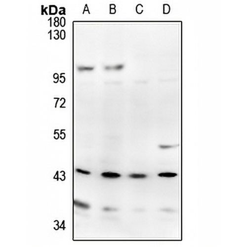 APOBEC3D Rabbit Polyclonal Antibody