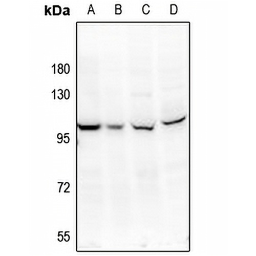 SSH3 Rabbit Polyclonal Antibody