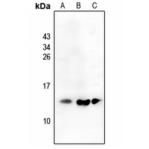 CCL19 Rabbit Polyclonal Antibody