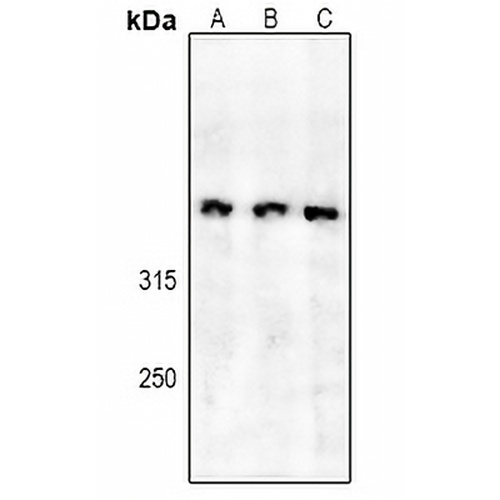 SPTBN5 Rabbit Polyclonal Antibody