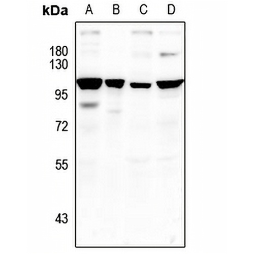 HELIOS Rabbit Polyclonal Antibody
