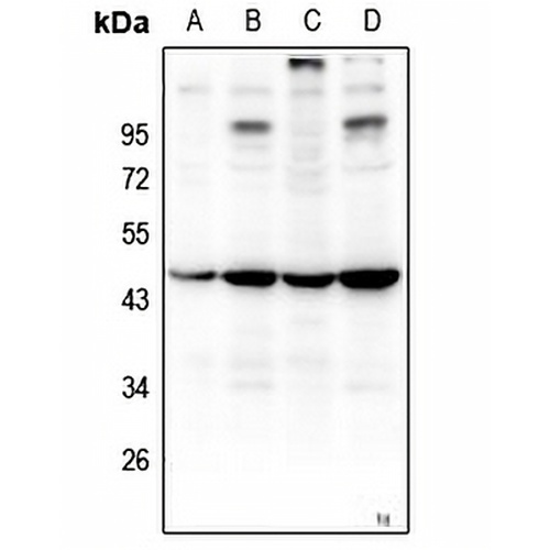 ZNF691 Rabbit Polyclonal Antibody