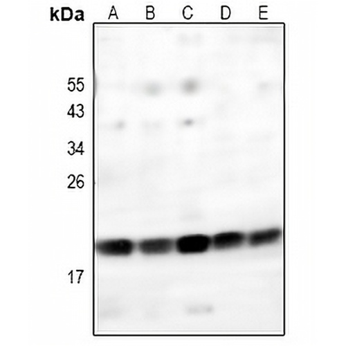 GITRL Rabbit Polyclonal Antibody