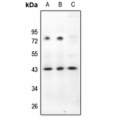 CD322 Rabbit Polyclonal Antibody