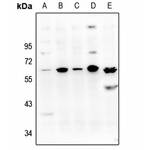 NIP45 Rabbit Polyclonal Antibody