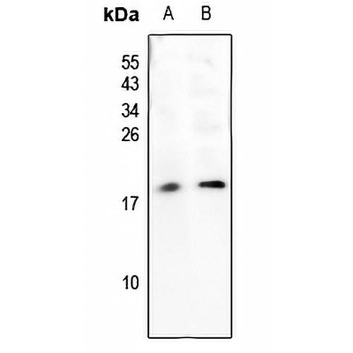 SUMO2 Rabbit Polyclonal Antibody