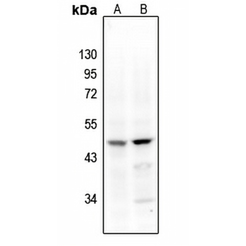 Factor VII Rabbit Polyclonal Antibody