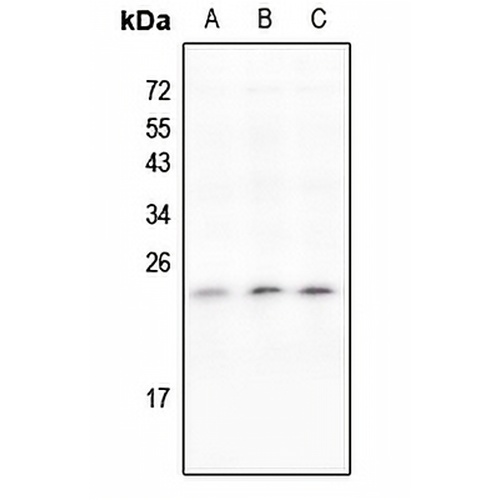 IL-11 Rabbit Polyclonal Antibody