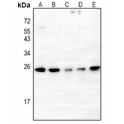IL-20 Rabbit Polyclonal Antibody