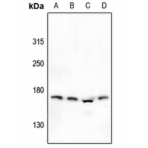 NMDAR2D Rabbit Polyclonal Antibody