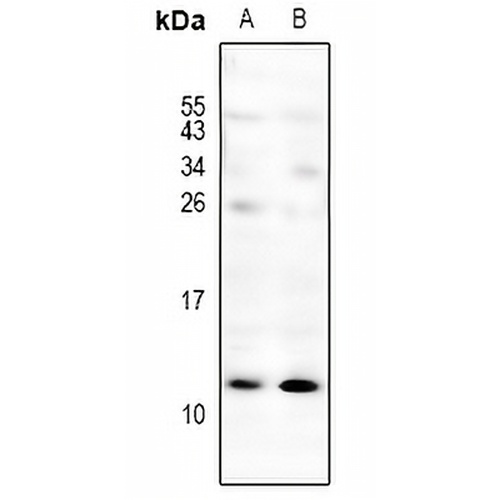 CXCL3 Rabbit Polyclonal Antibody