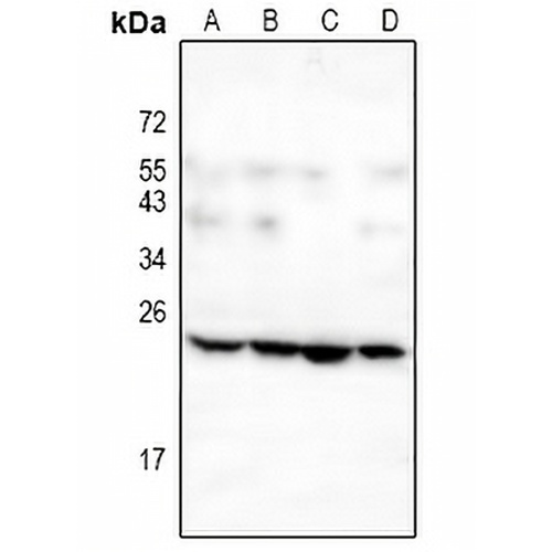 Leptin Rabbit Polyclonal Antibody